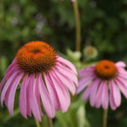 Echinacea Angustifolia Meristem Cell Culture